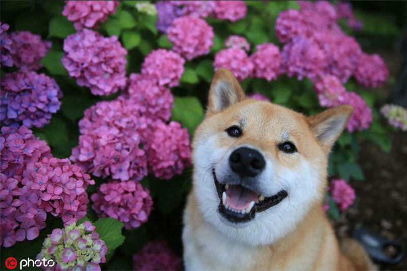 shiba in flowers