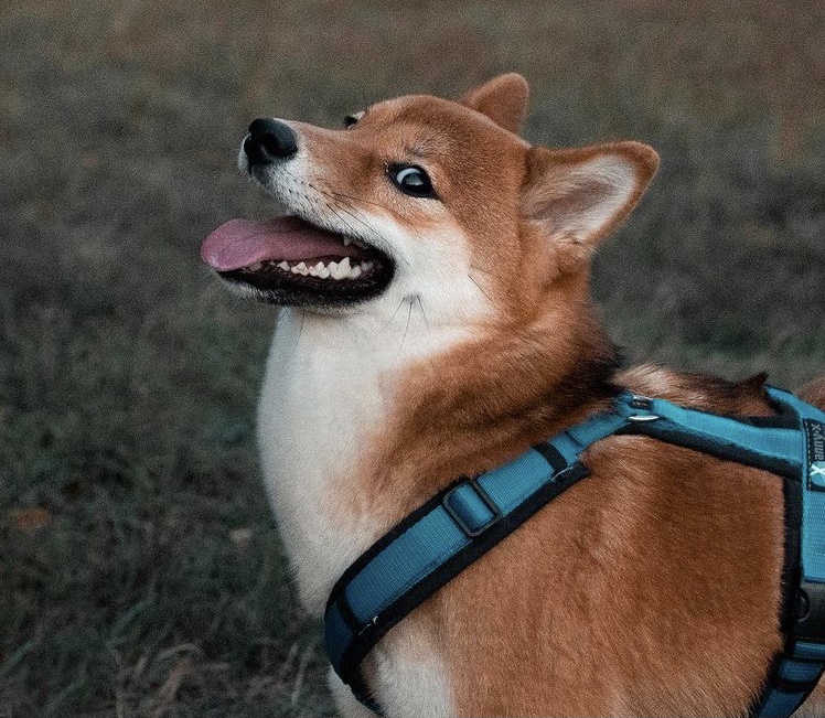 shiba in harness