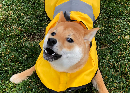 shiba in raincoat