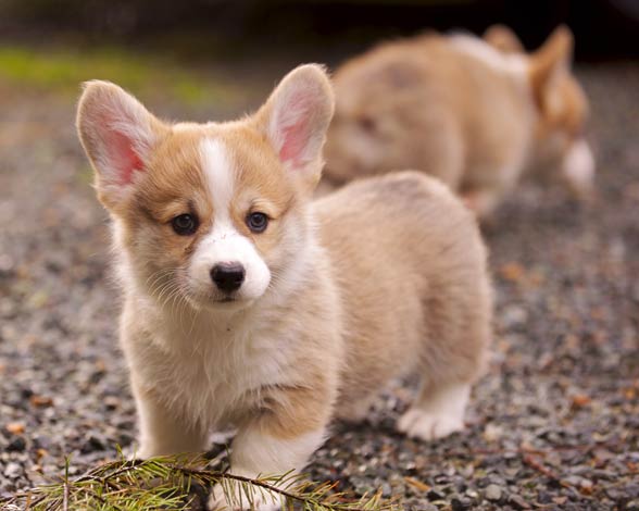 corgi puppy