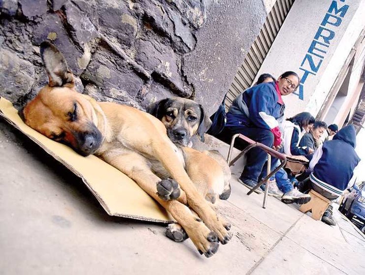Stray dogs look for love and warmth in the streets