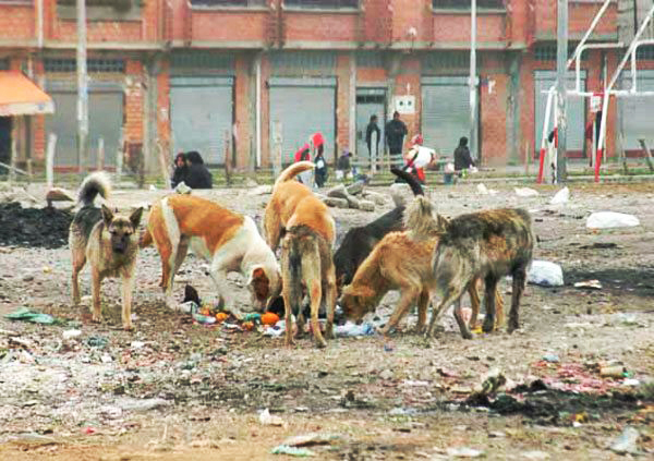  Almost half a million stray dogs live in La Paz