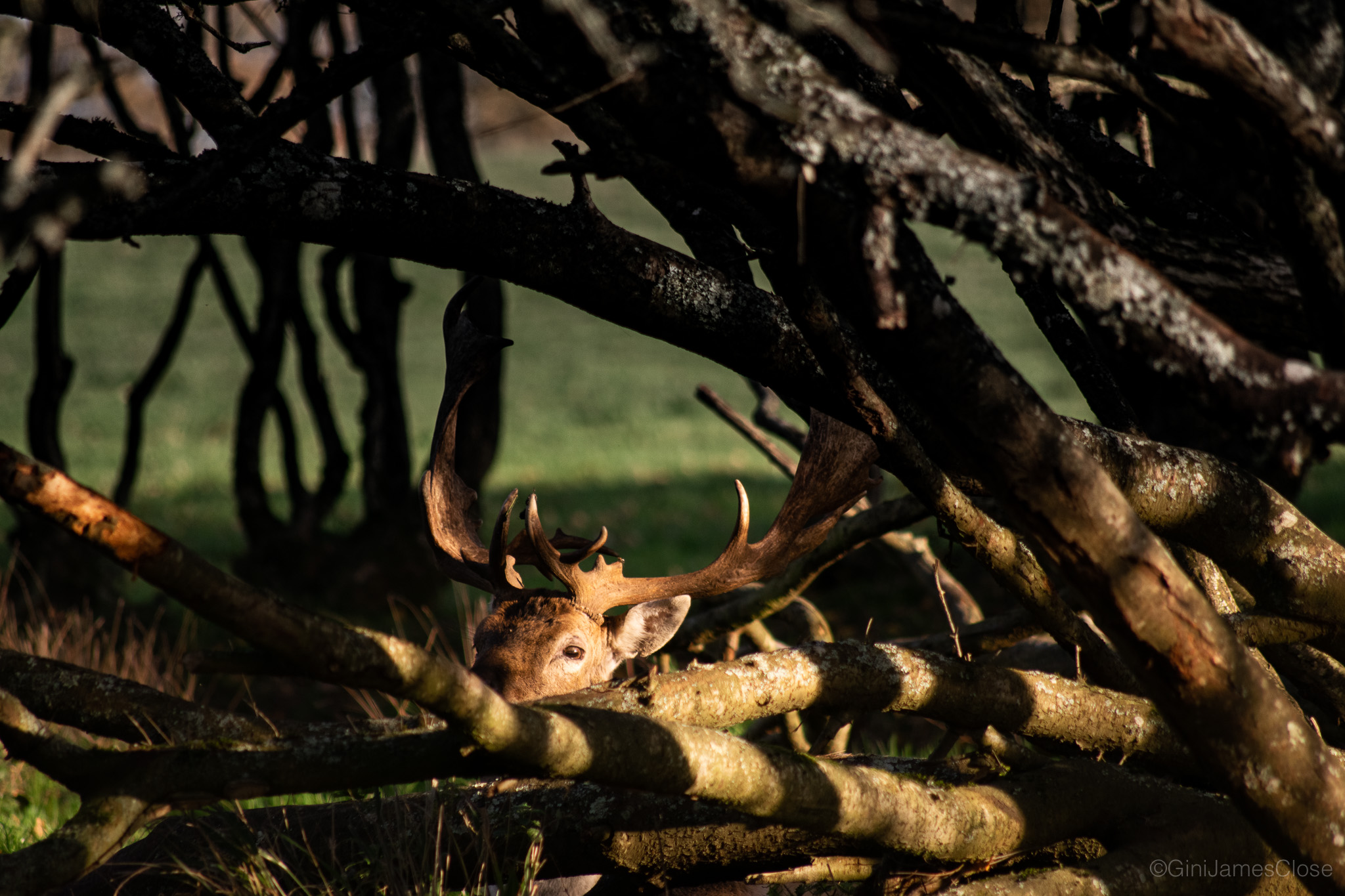 Photograph of deer lying down surrounded by wood