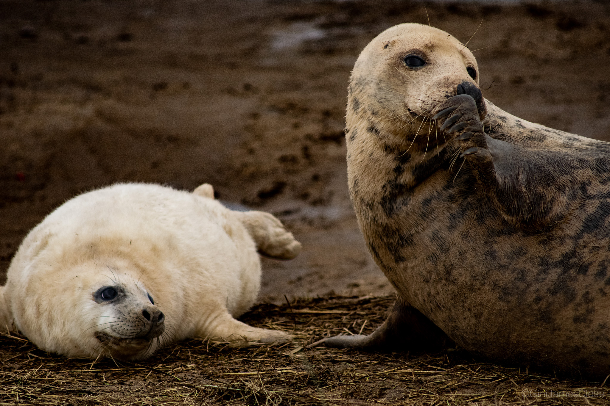 Photograph of baby seal and adult seal lying together