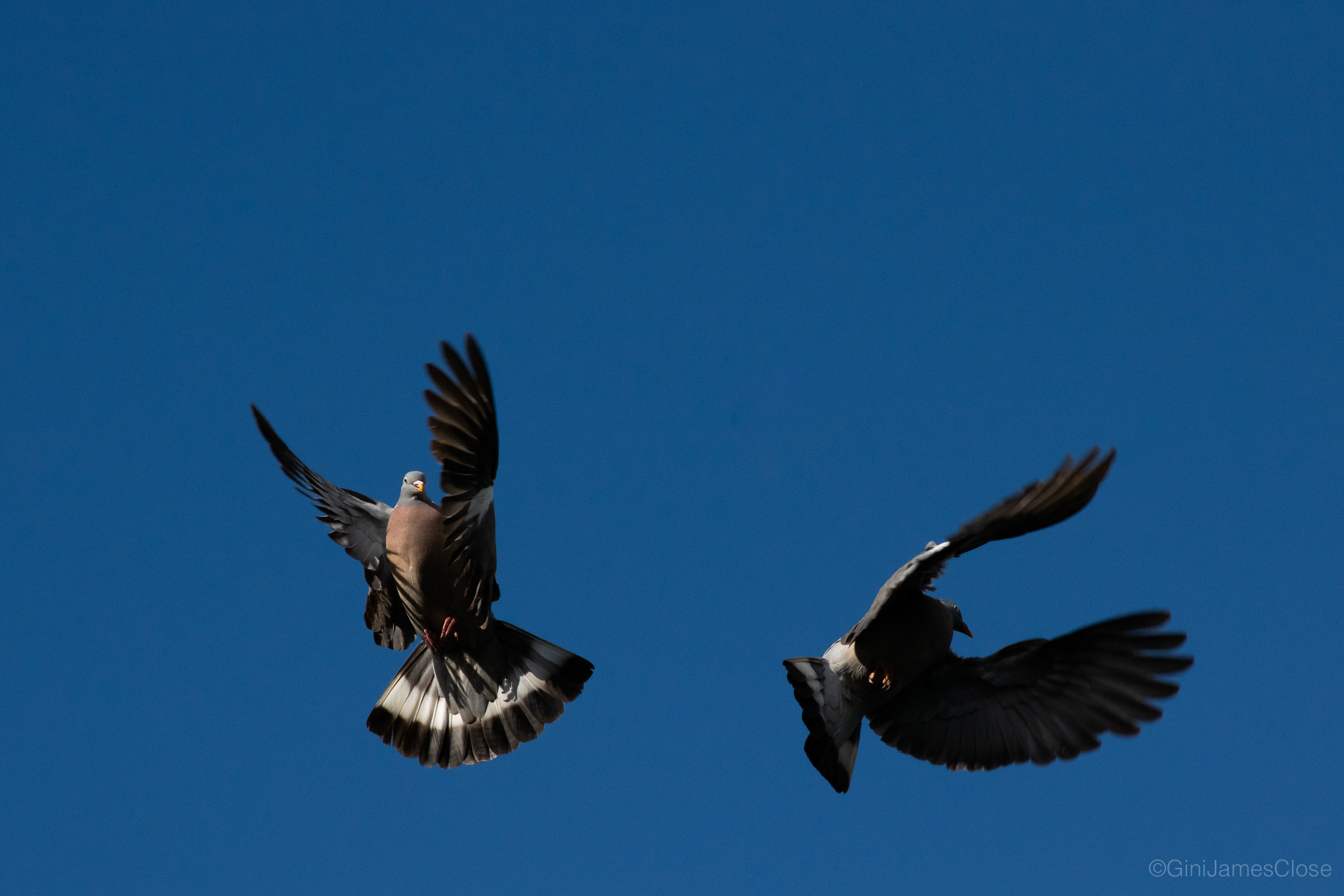 Photograph of 2 pigeons flapping in a blue sky