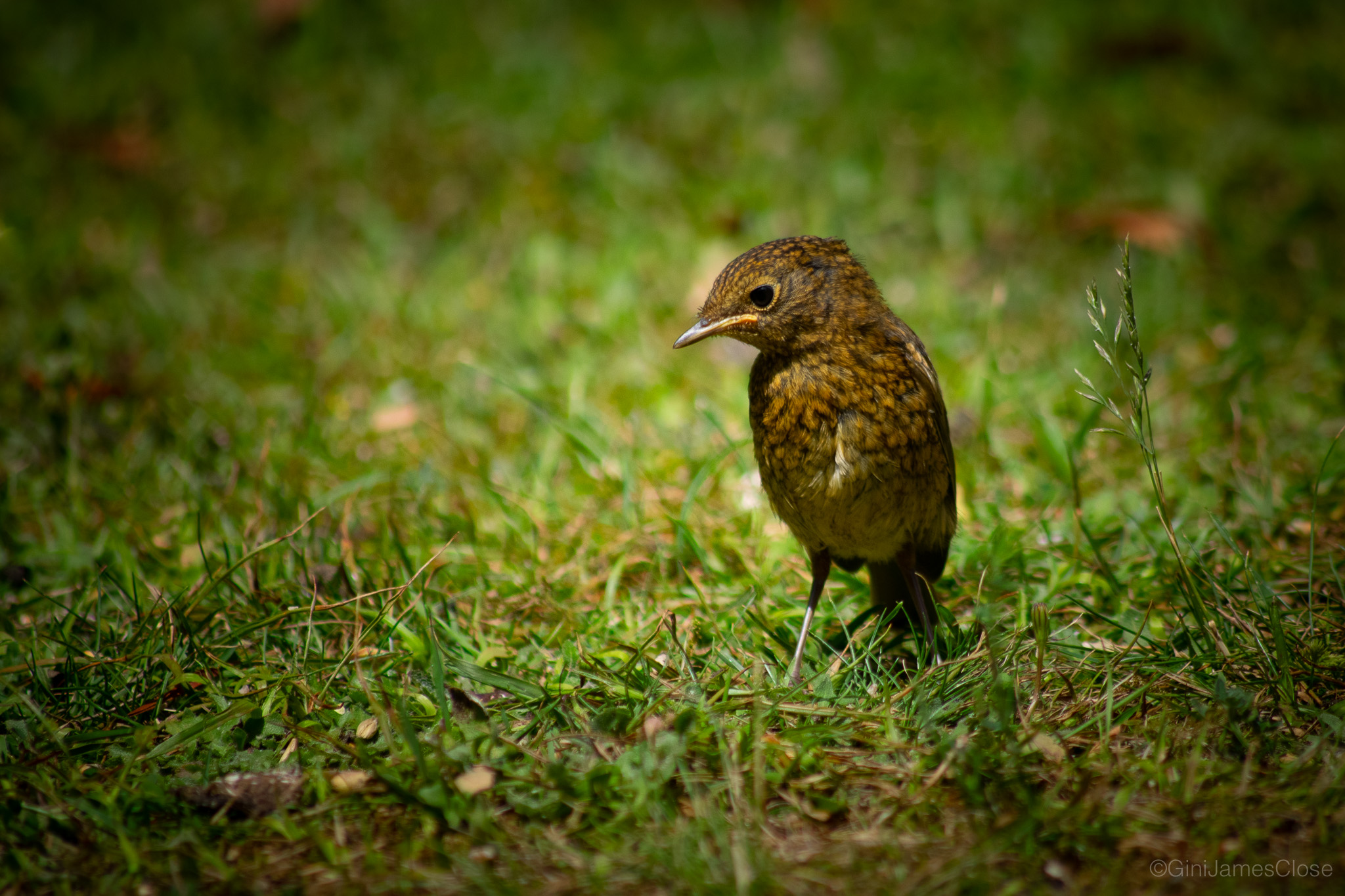 Photograph of bird sat on a branch