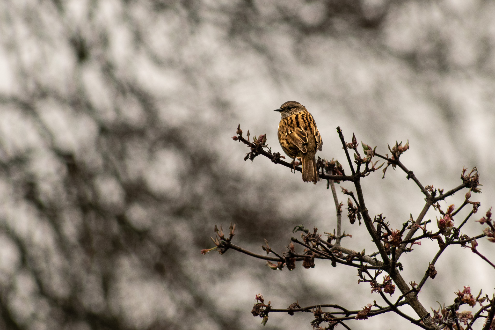 Photograph of bird
