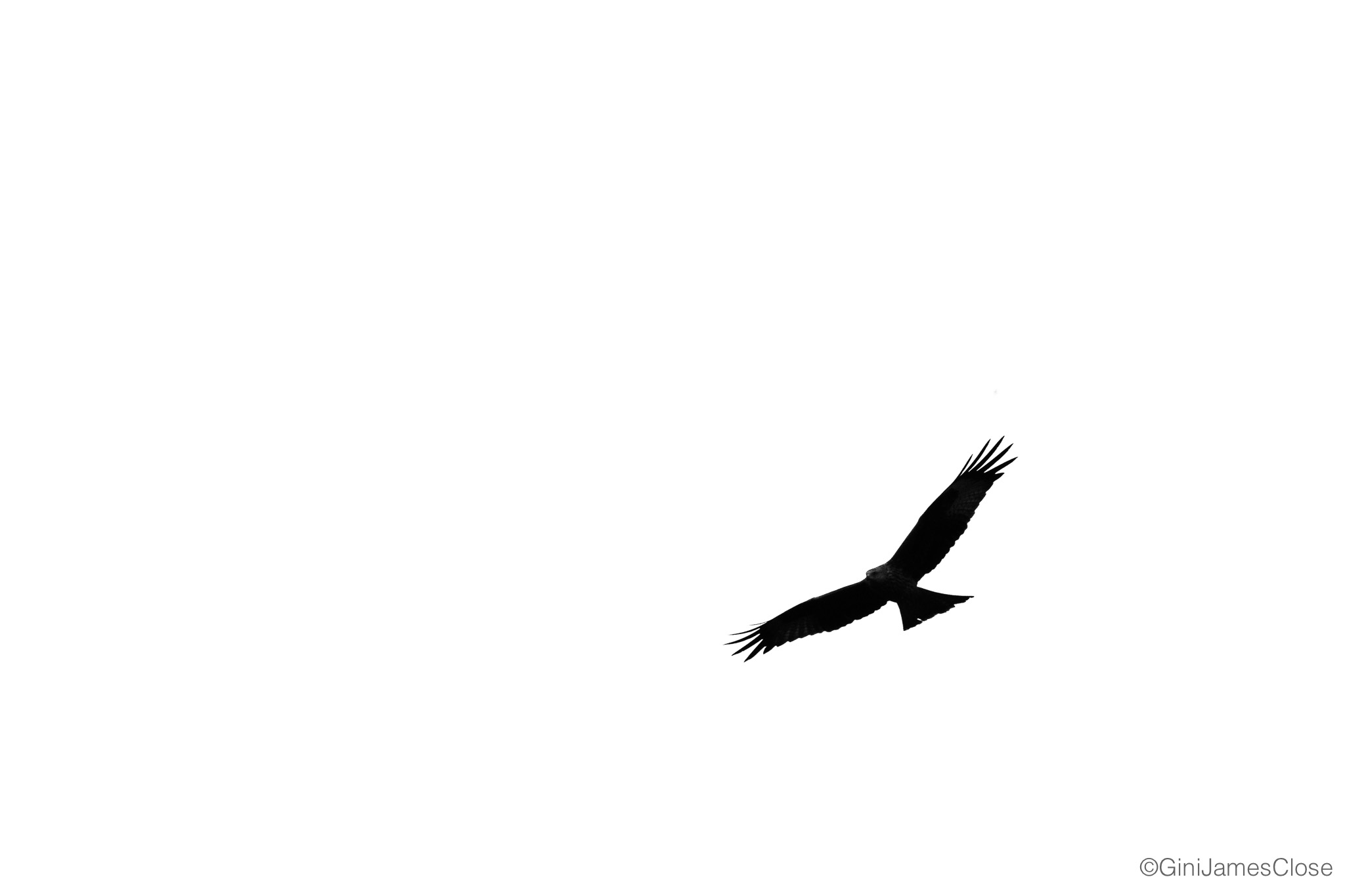 Photograph of bird sat on a branch