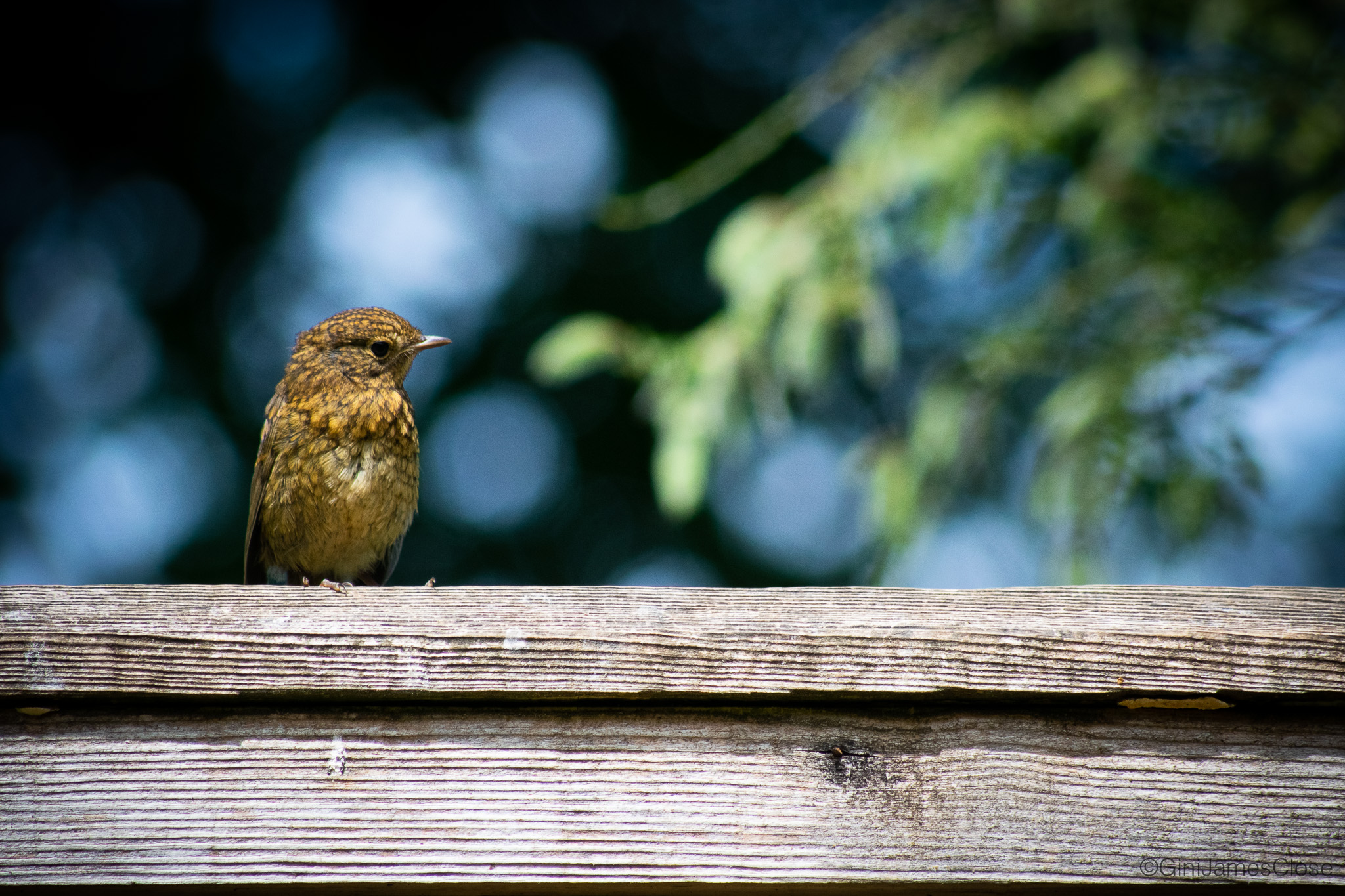 Photograph of bird on a fence