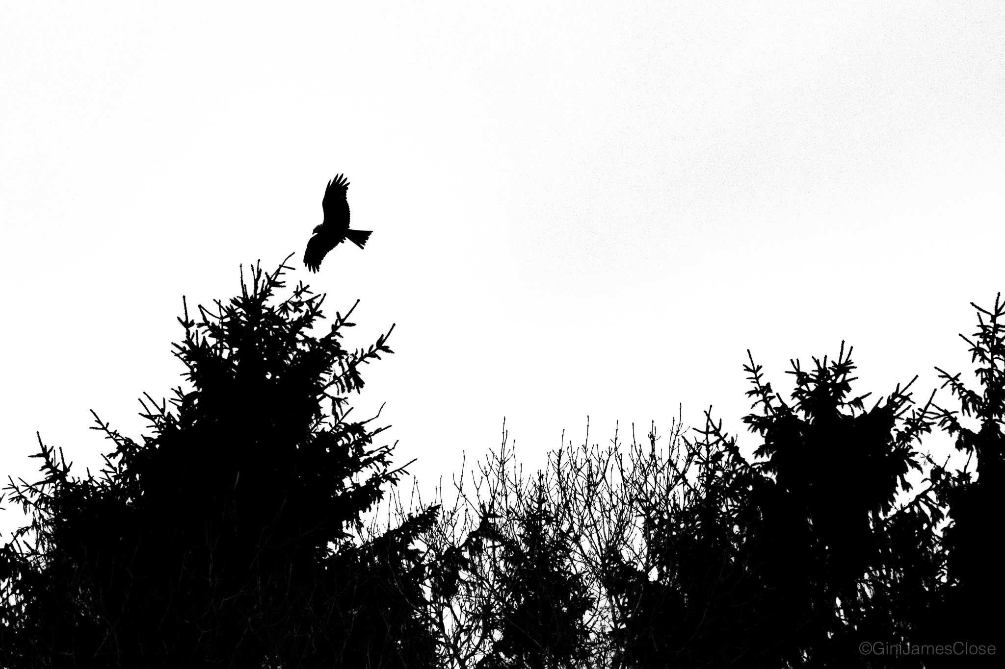 Black and white Photograph of birds flying