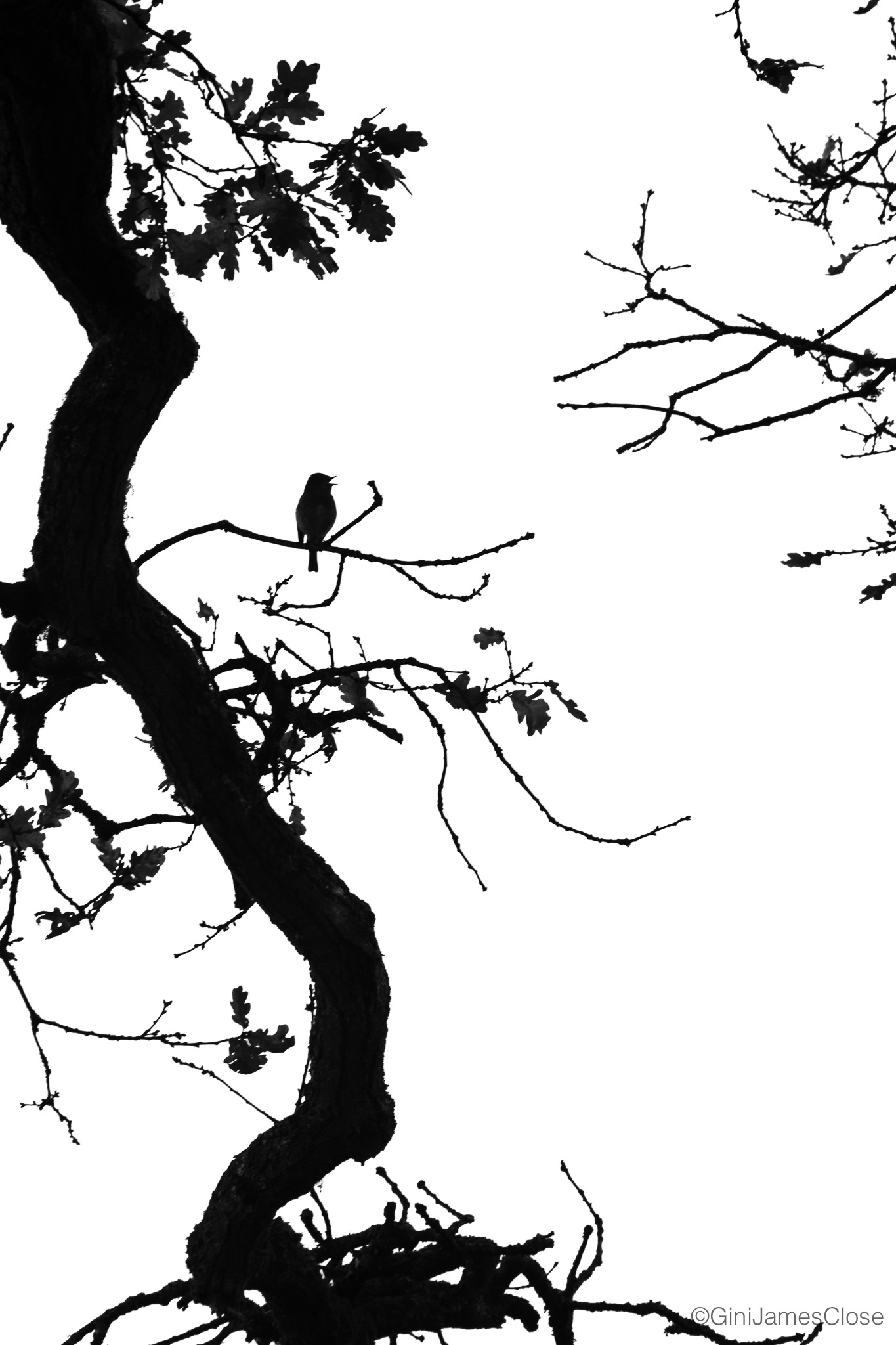 Black and white Photograph of birds flying
