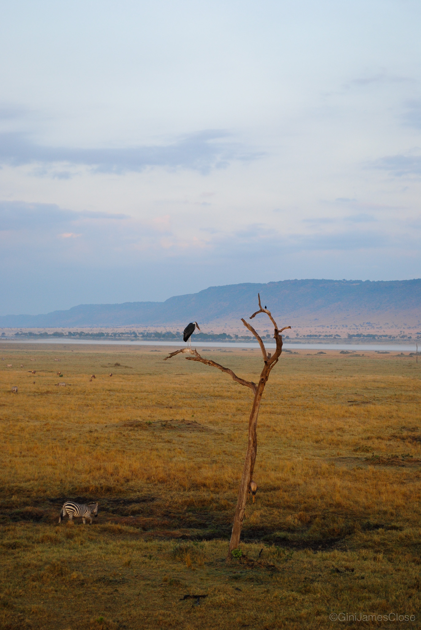 Photograph of bird sat on a branch
