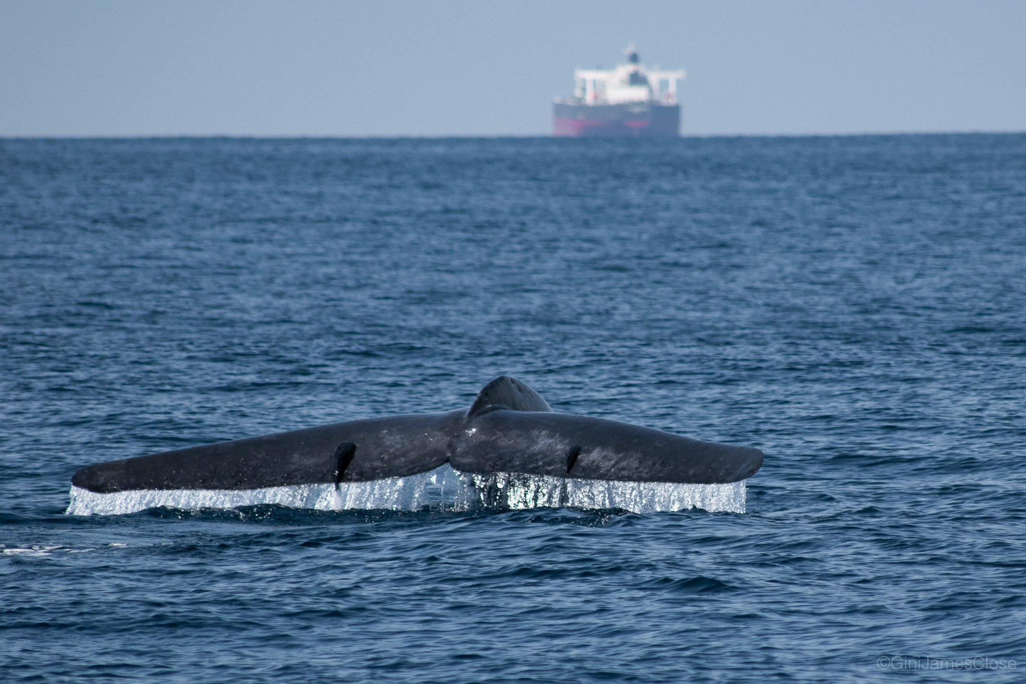 Photograph of whale