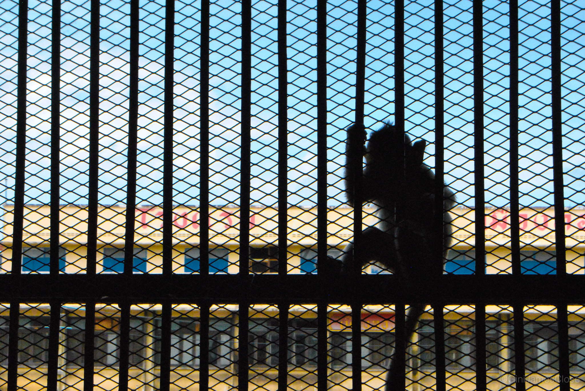 Photograph of monkey