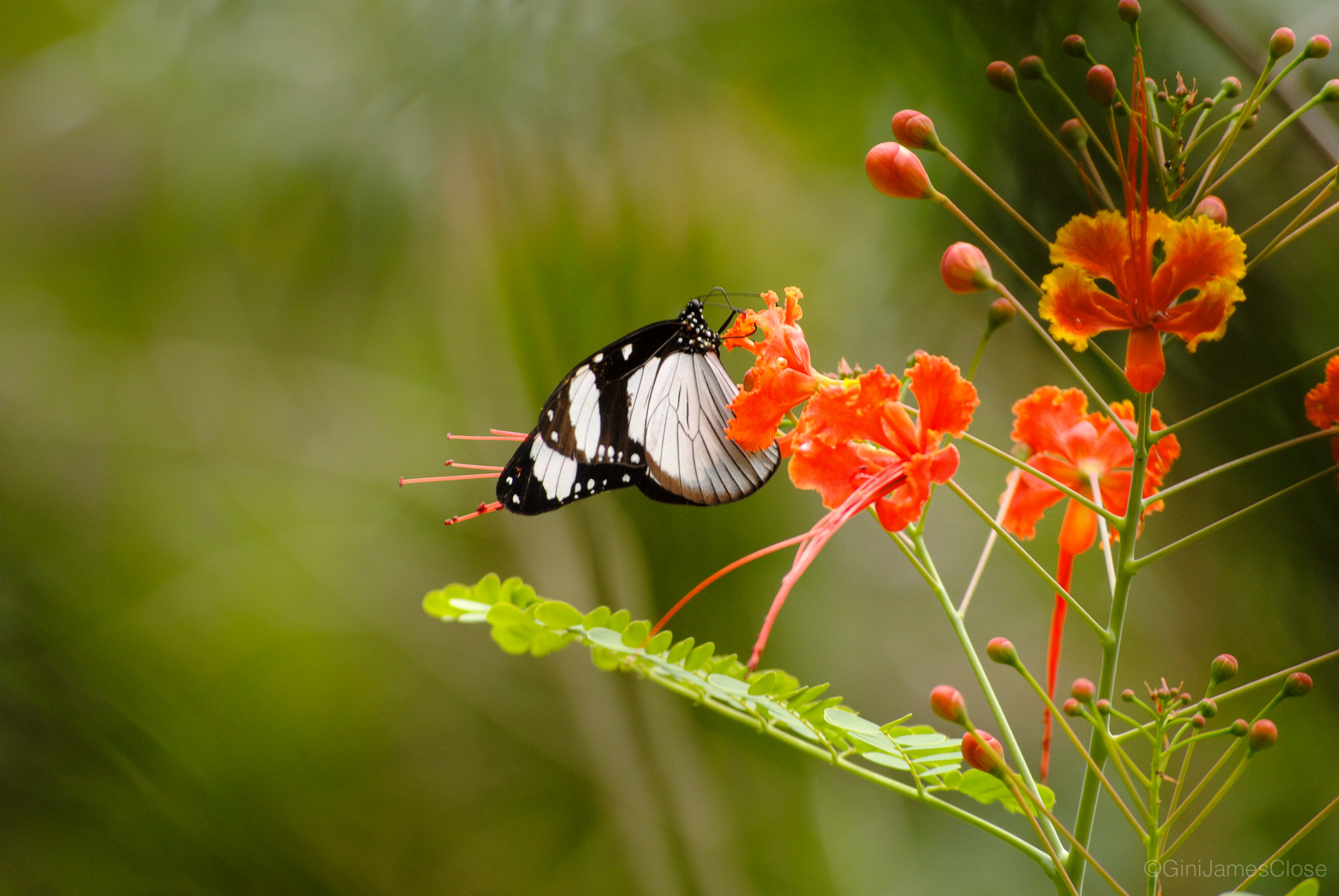 Photograph of butterfly