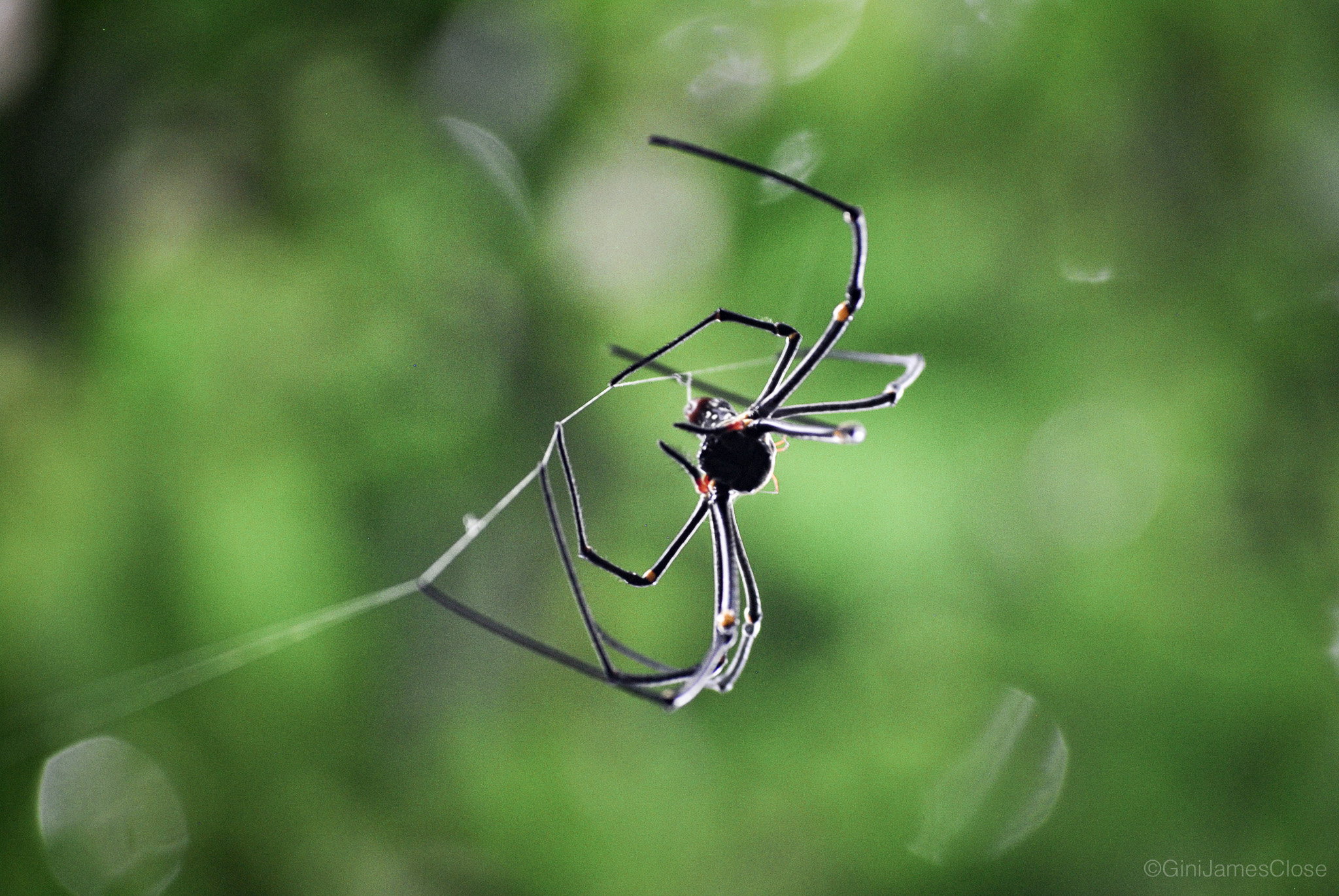Photograph of spider