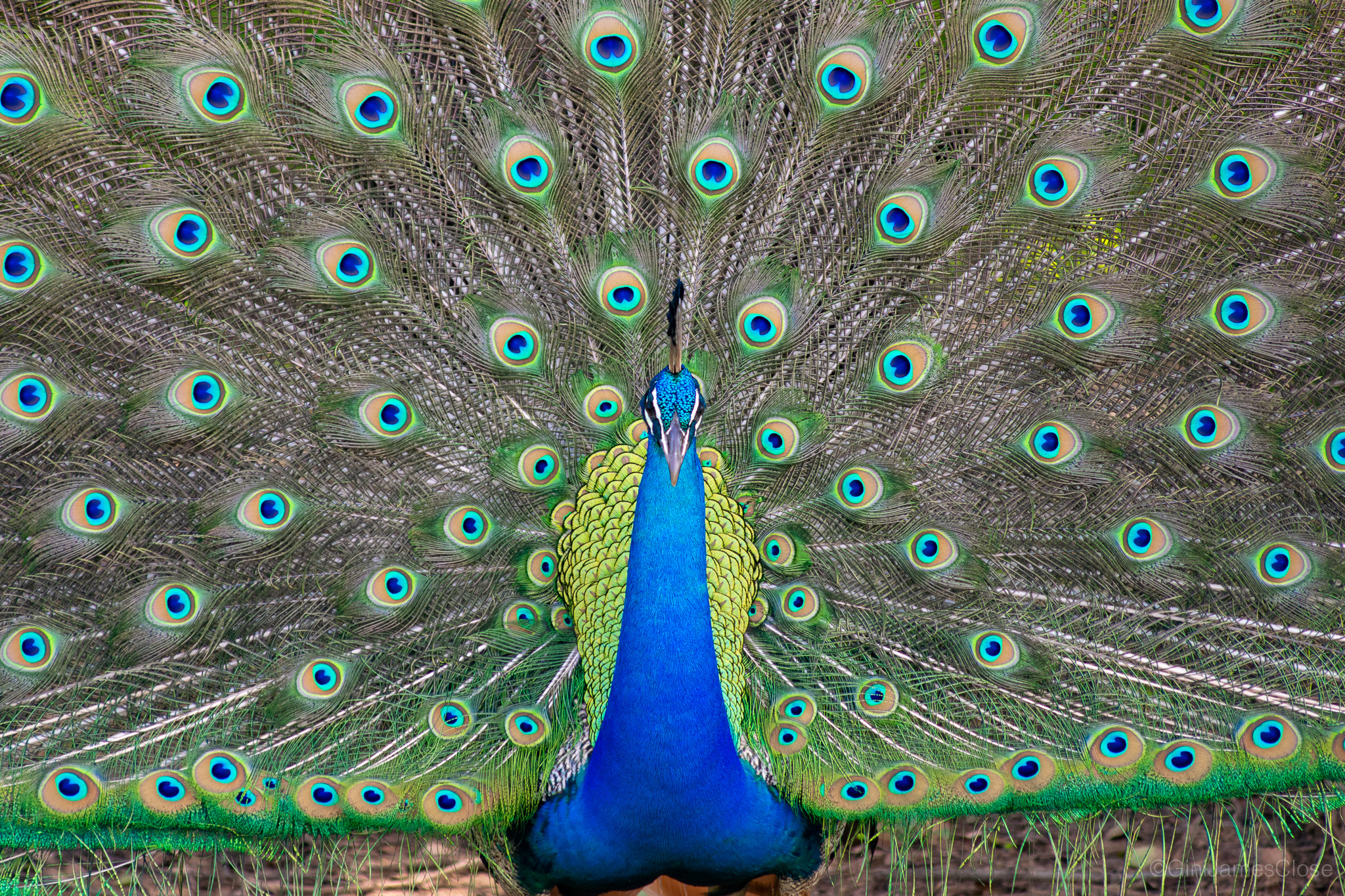 Photograph of peacock