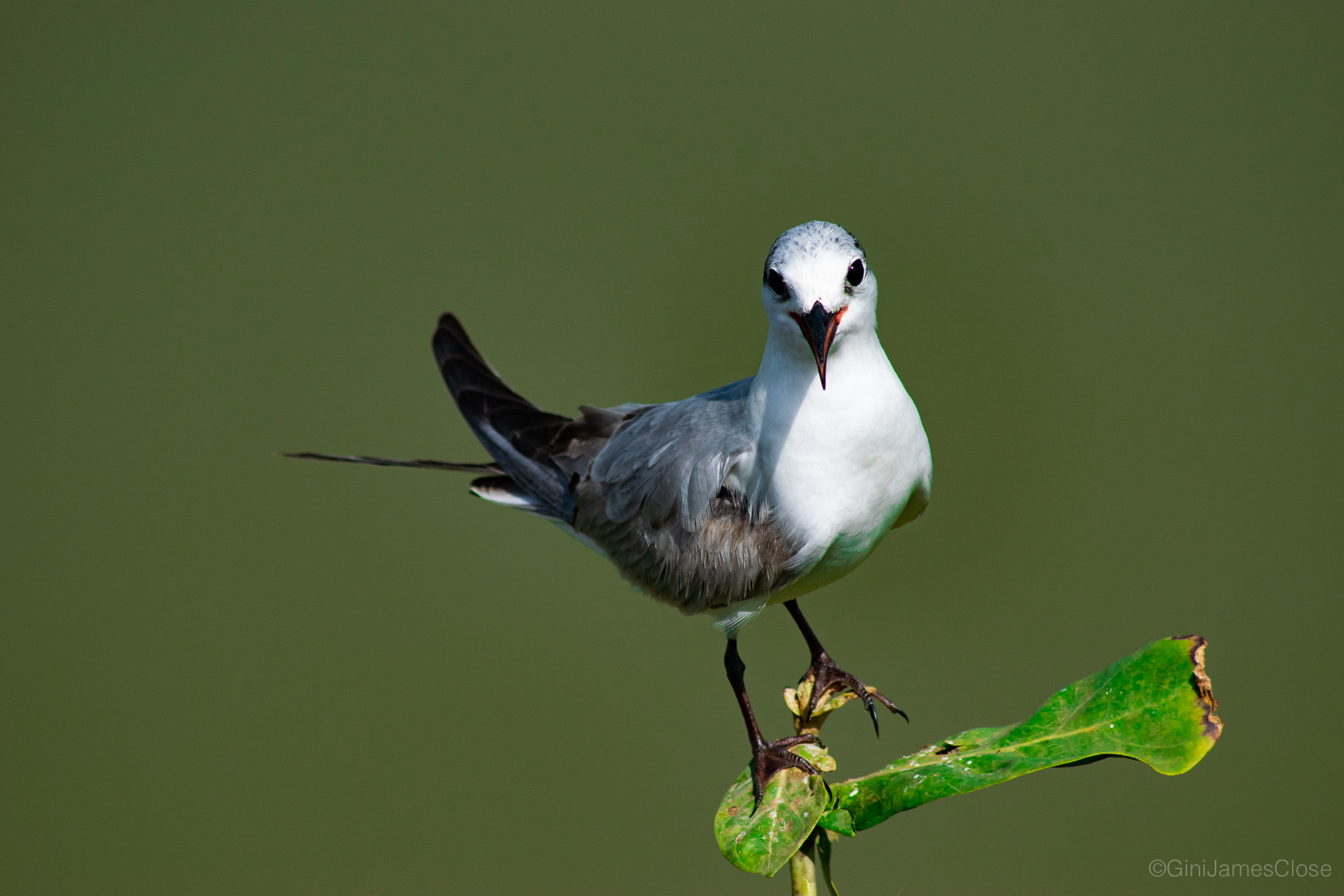 Photograph of bird on a fence