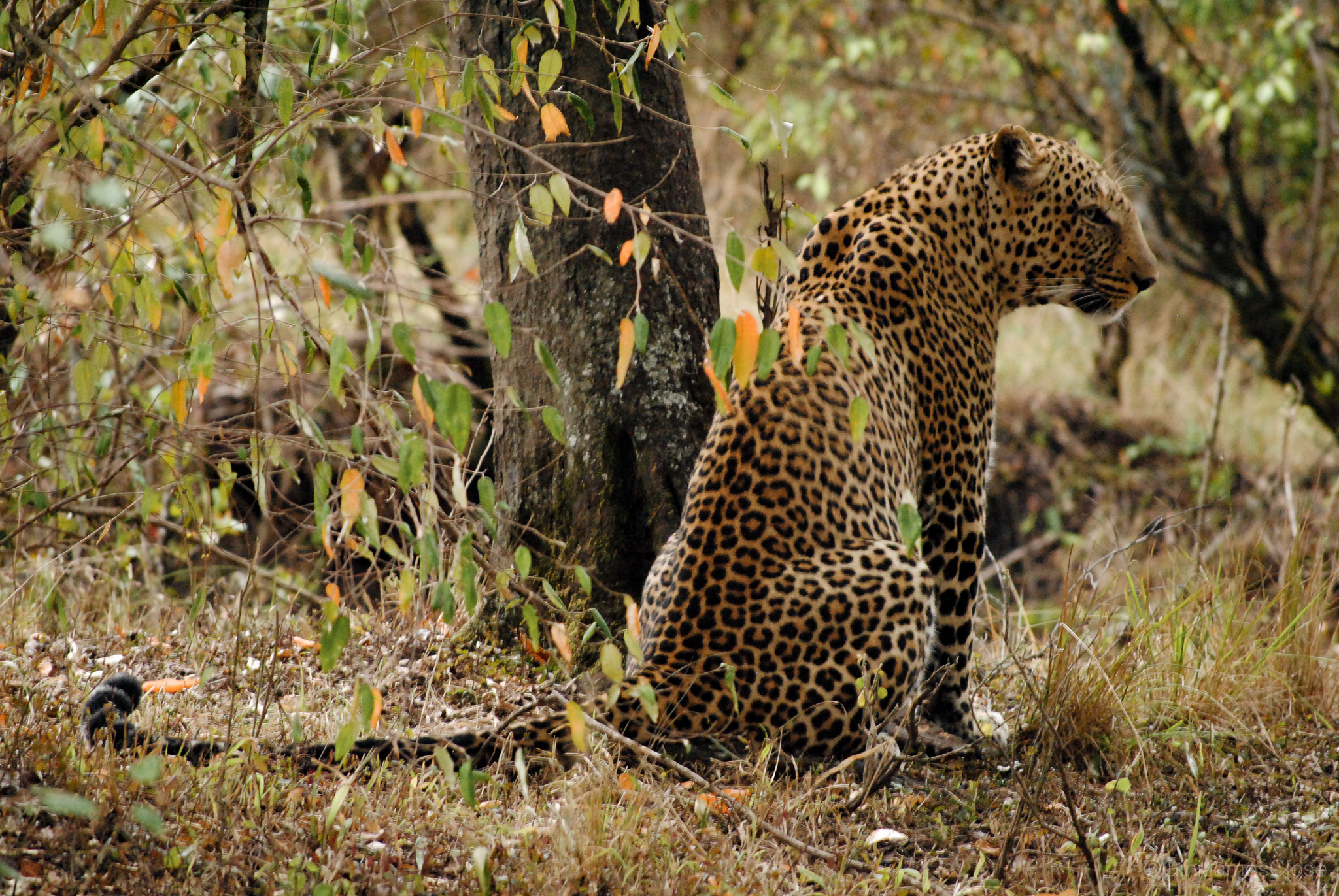 Photograph of cheetah