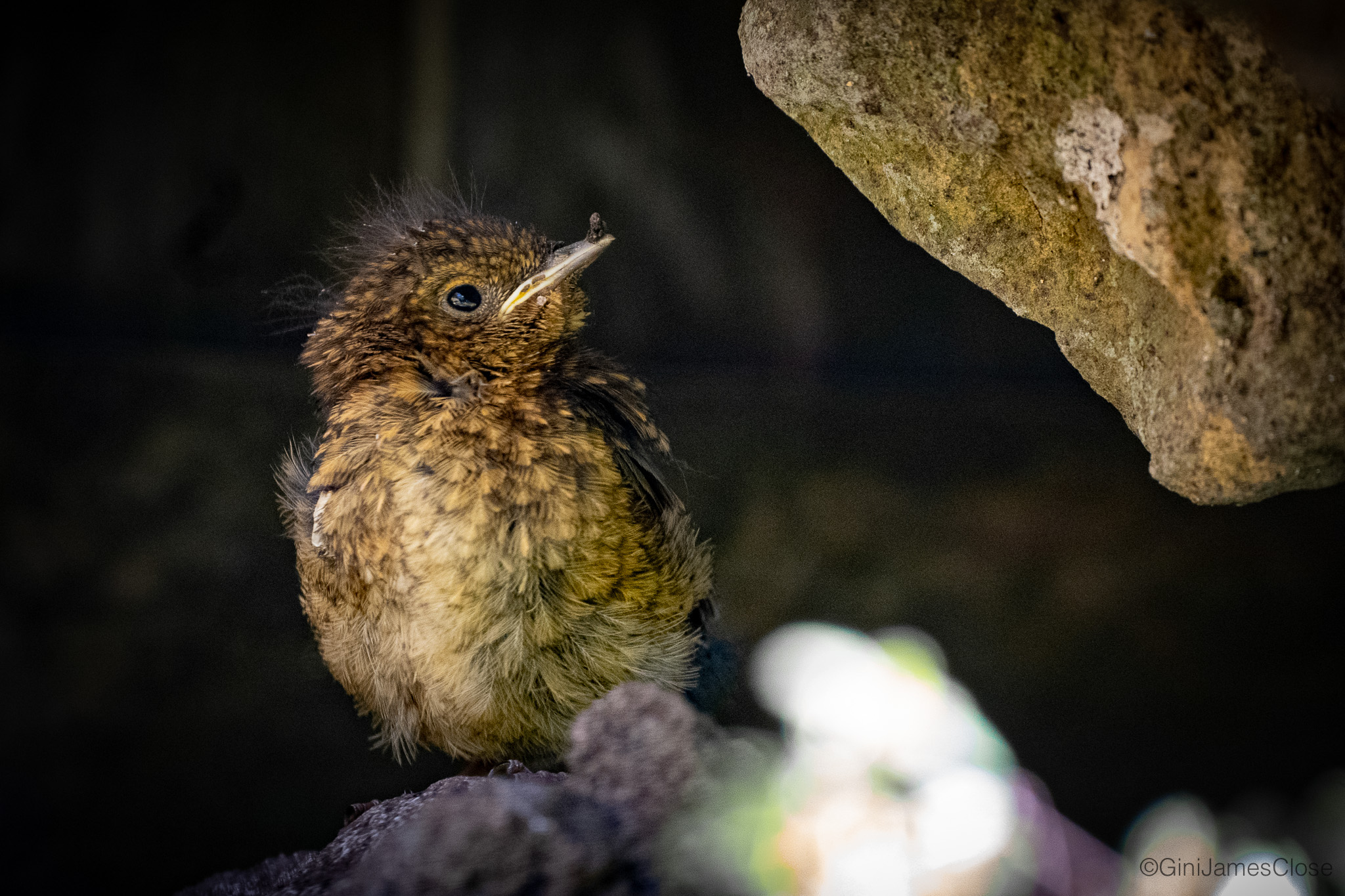 Photograph of baby bird