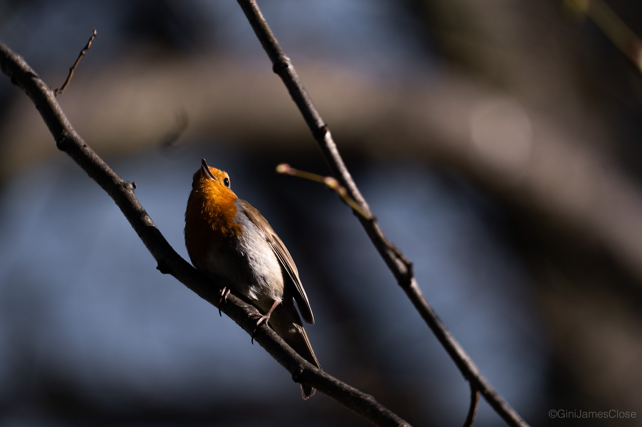 Photograph of robin
