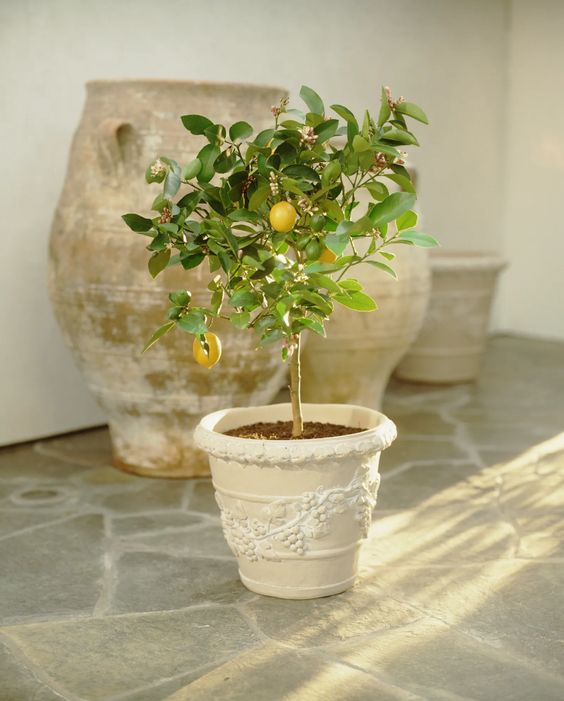 lemon tree