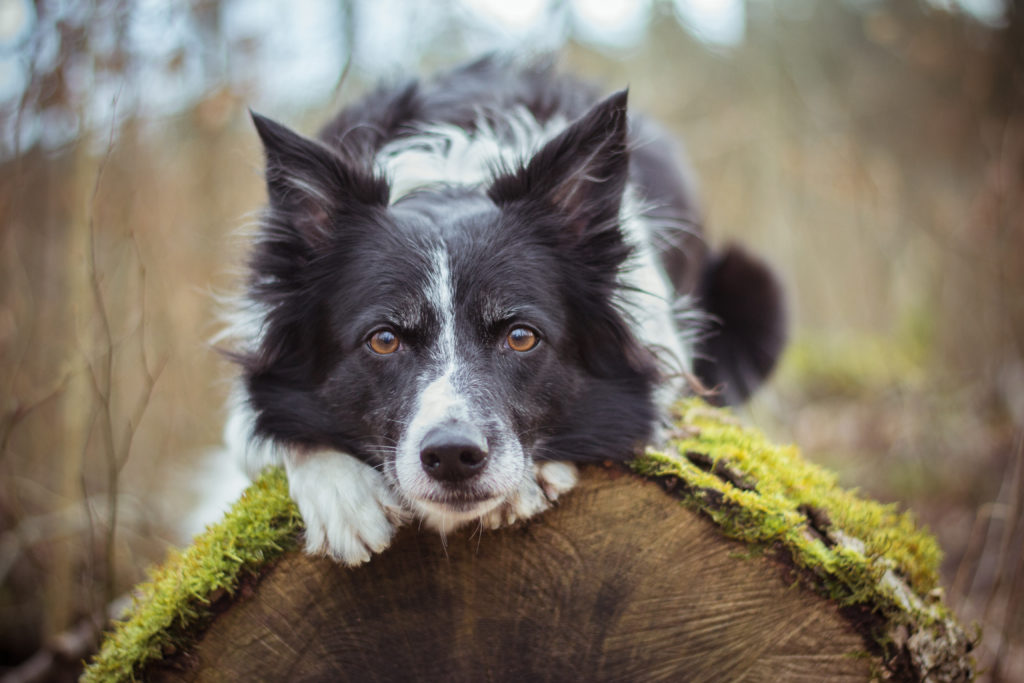 BorderCollie