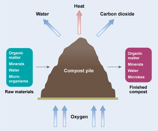 Composting Diagram shows a pile of compost in the center
      with inputs and outputs listed around the pile. Inputs include oxygen,
      organic matter, minerals, water and microorganisms. Outputs include water,
      heat, carbon dioxide, organic matter, minerals, water and microbes