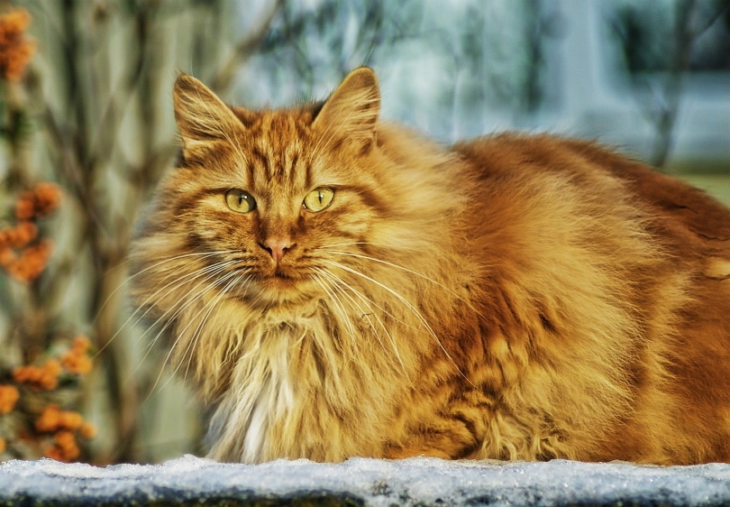 Orange Norwegian Forest