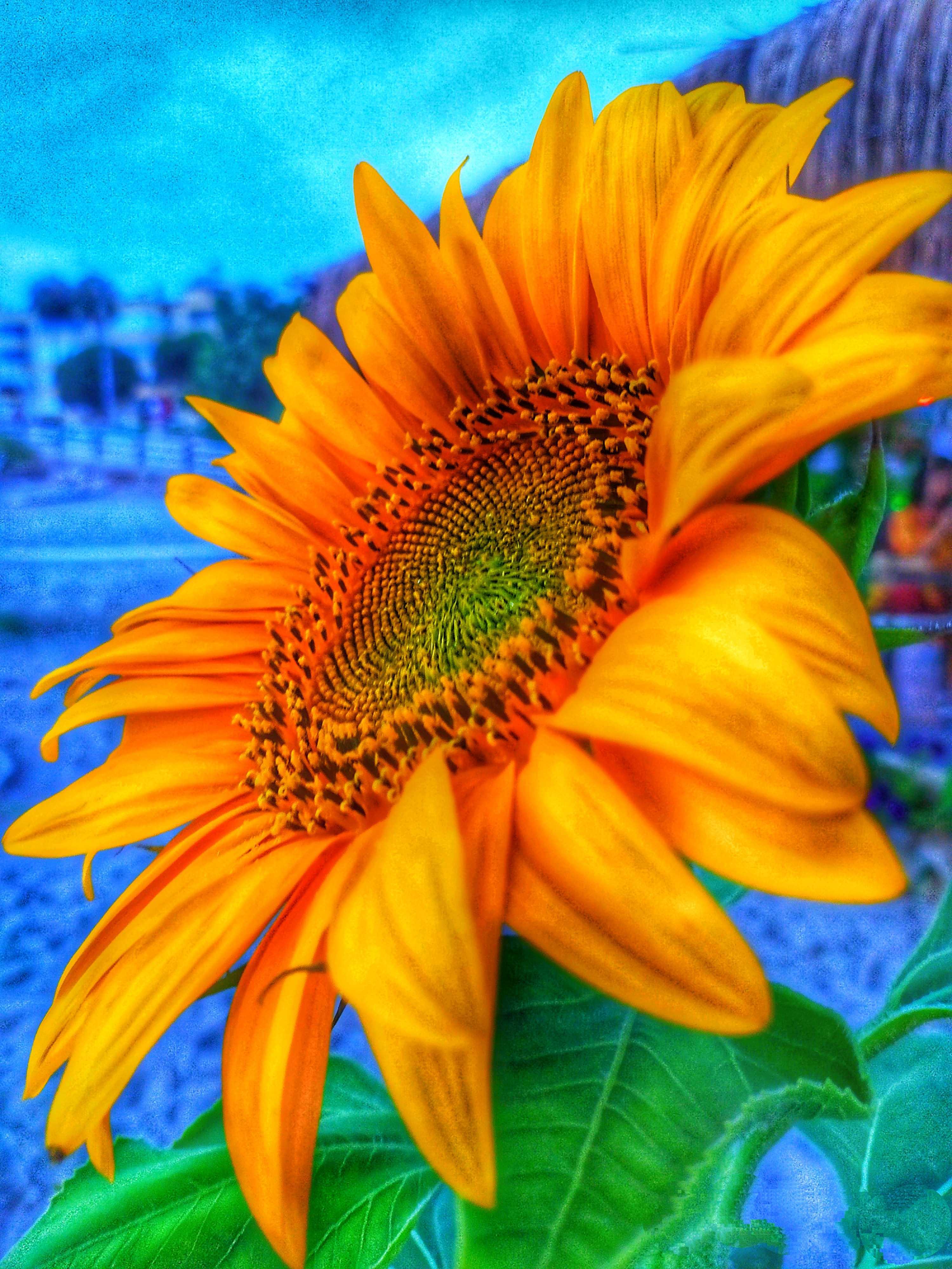 Sun flower