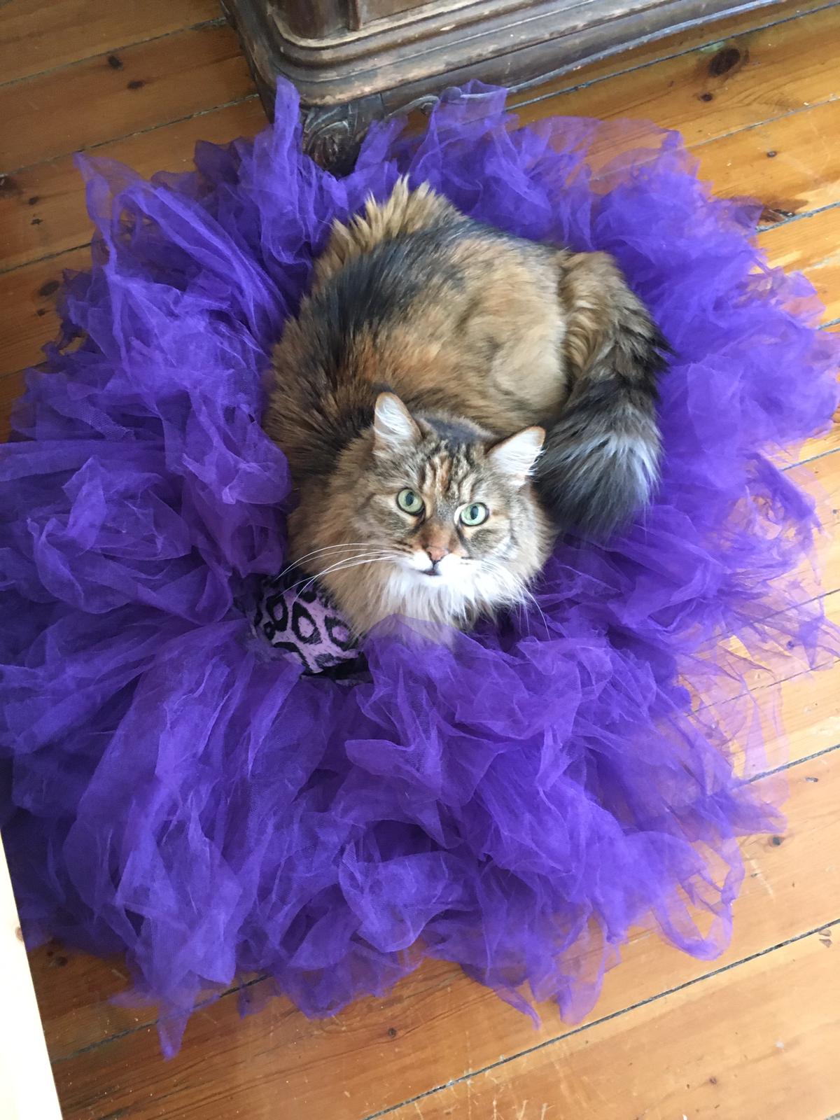 How happy your cat can be