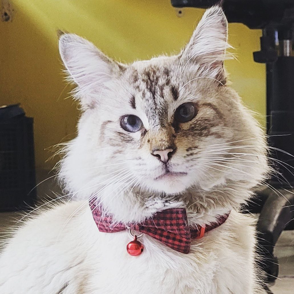 Emilio with a bowtie