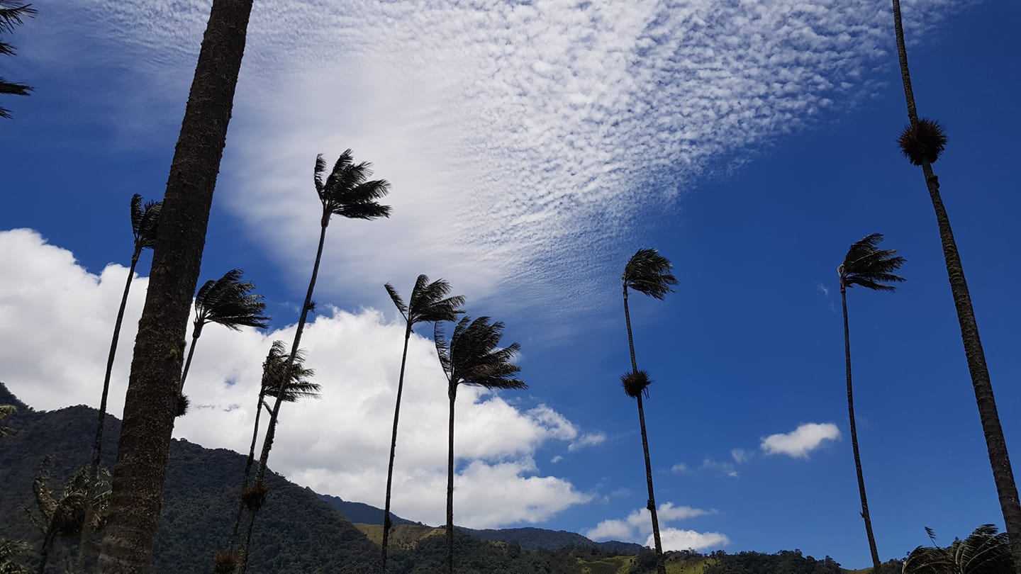 wax palm trees