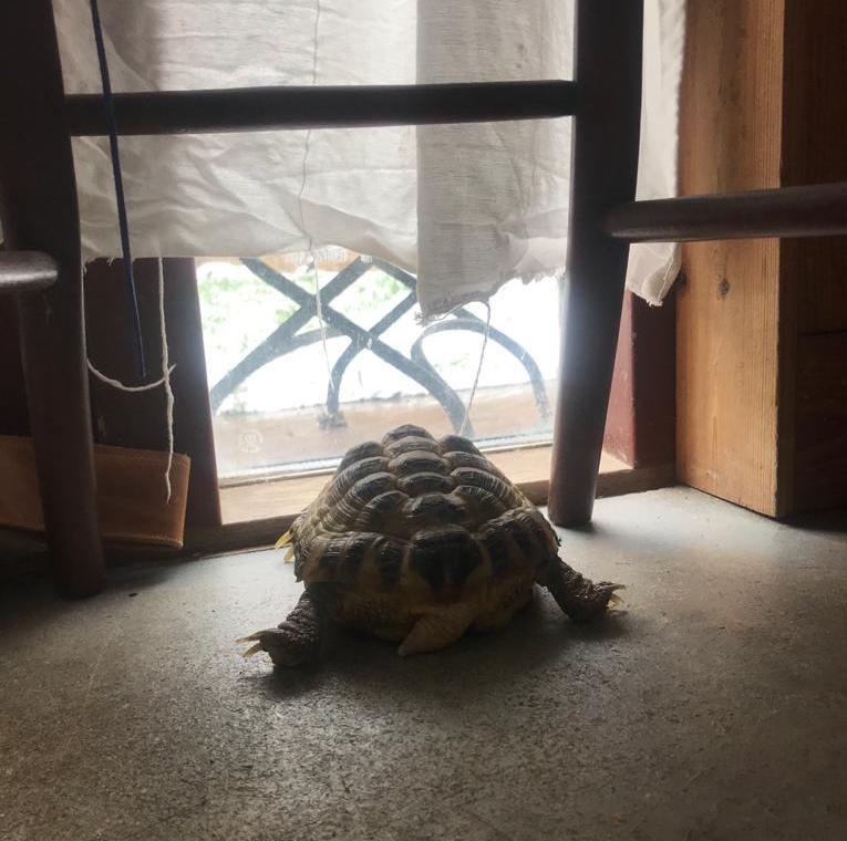 Tortoise looking out window