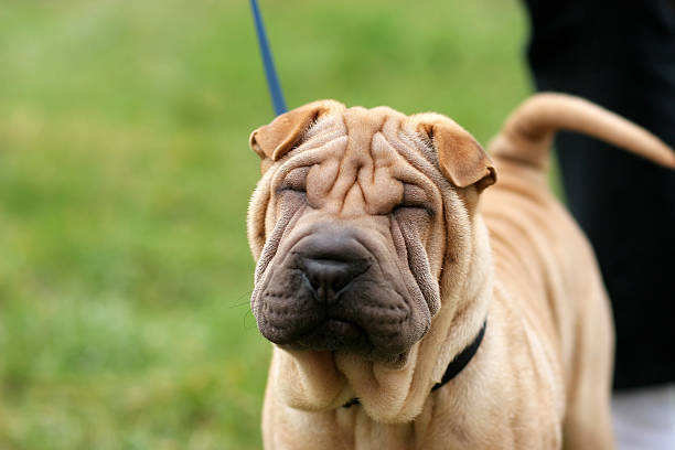 Chinese Shar-Pei