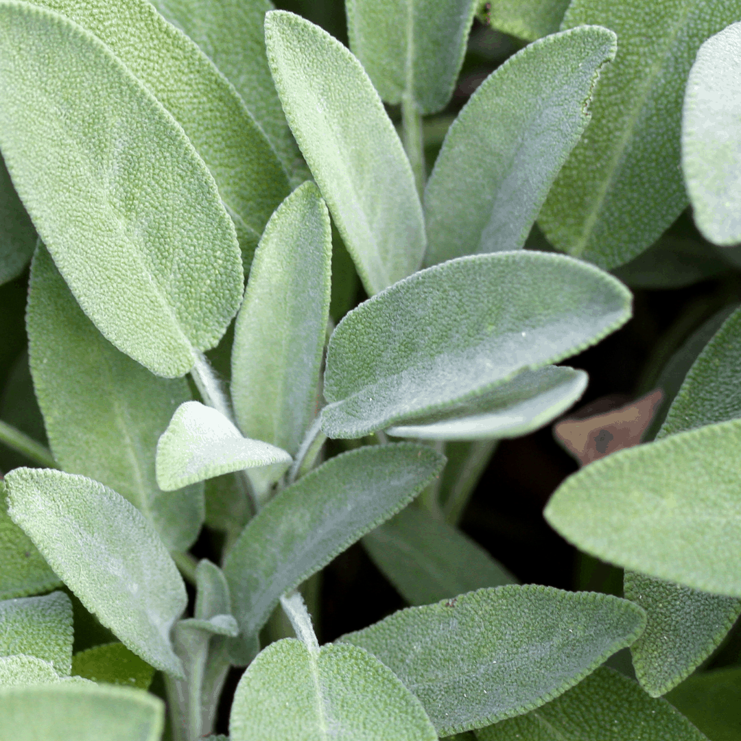 Close-up sage plant shot
