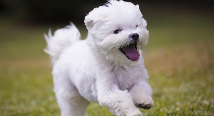 Maltese dog
