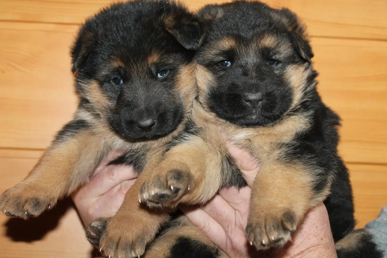 German shepherd puppies