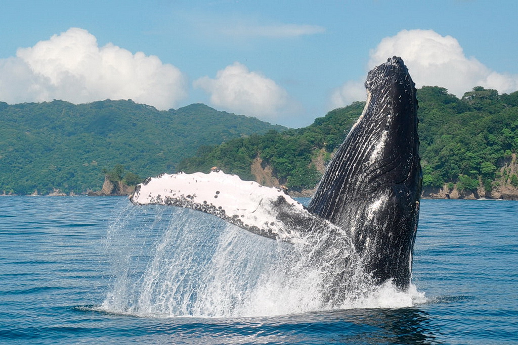 Humpback Whales