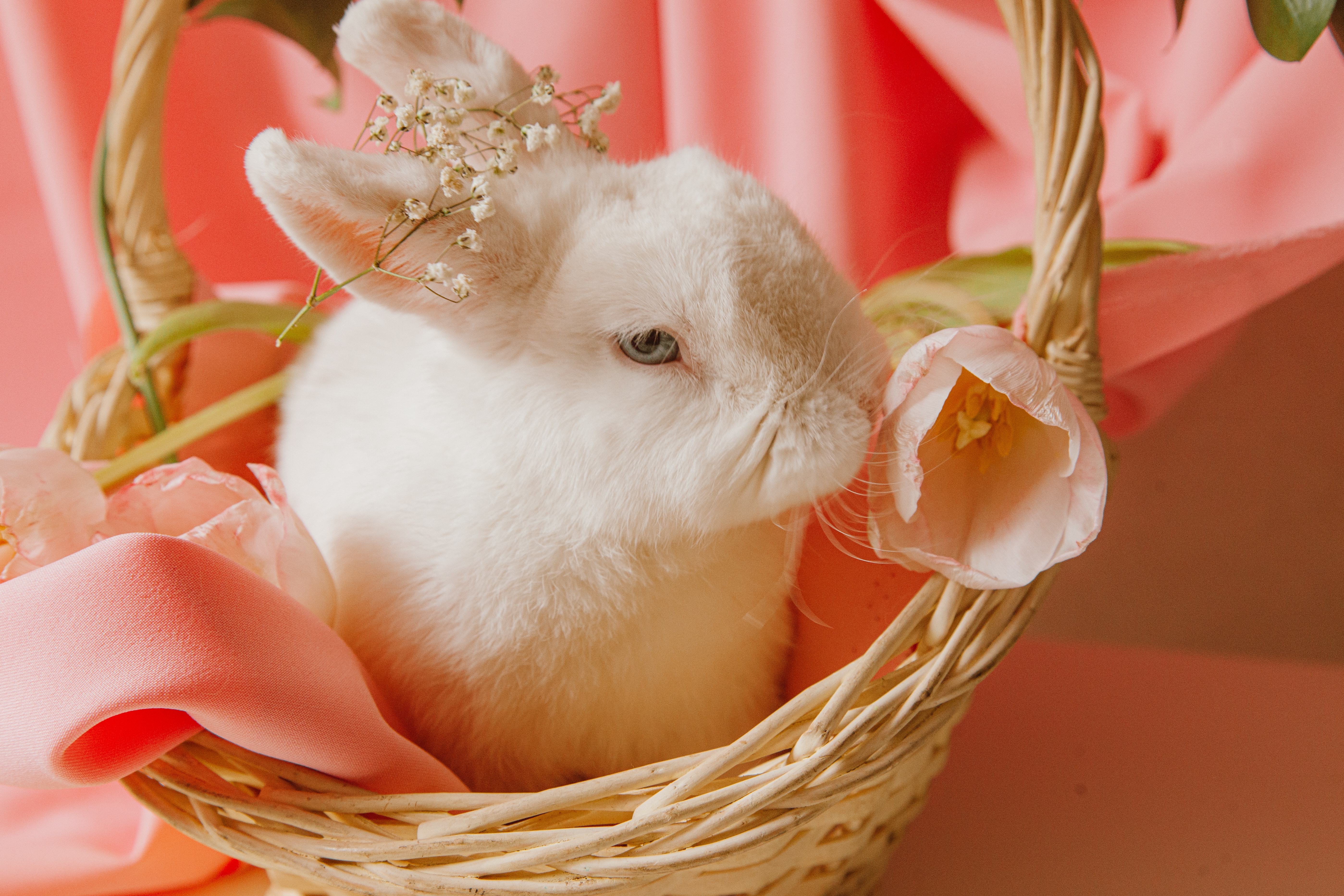 bunny with flowers