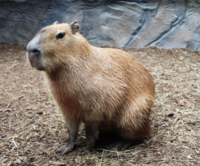 capybara