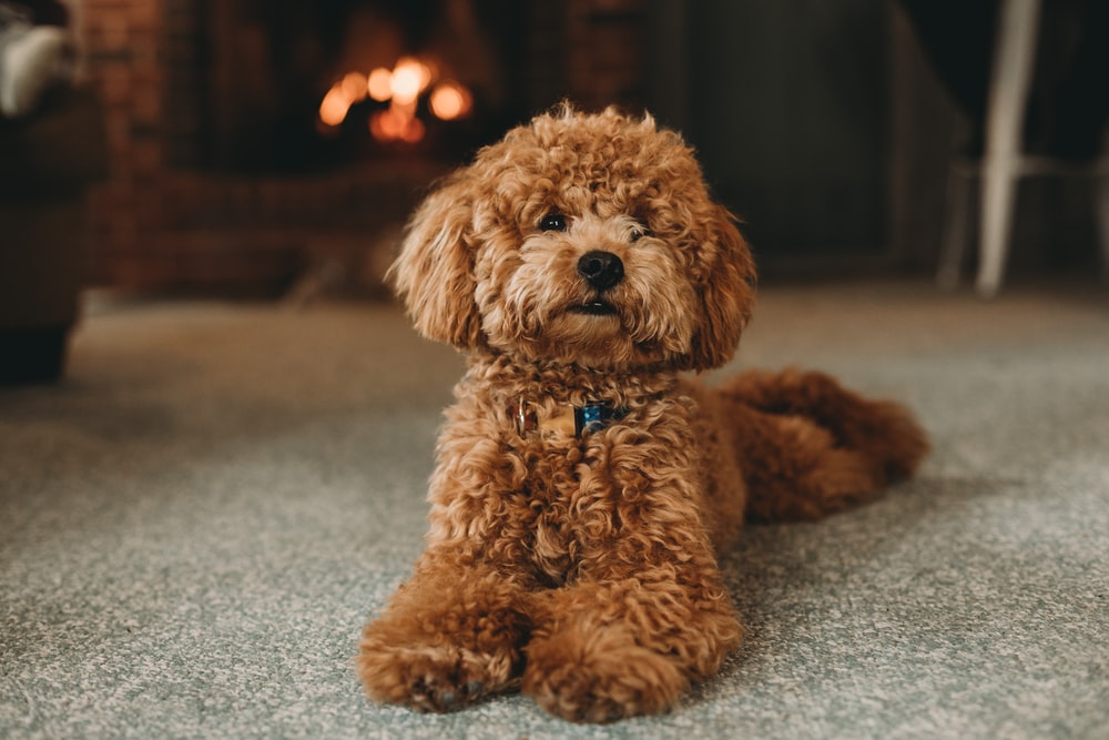 toy poodle