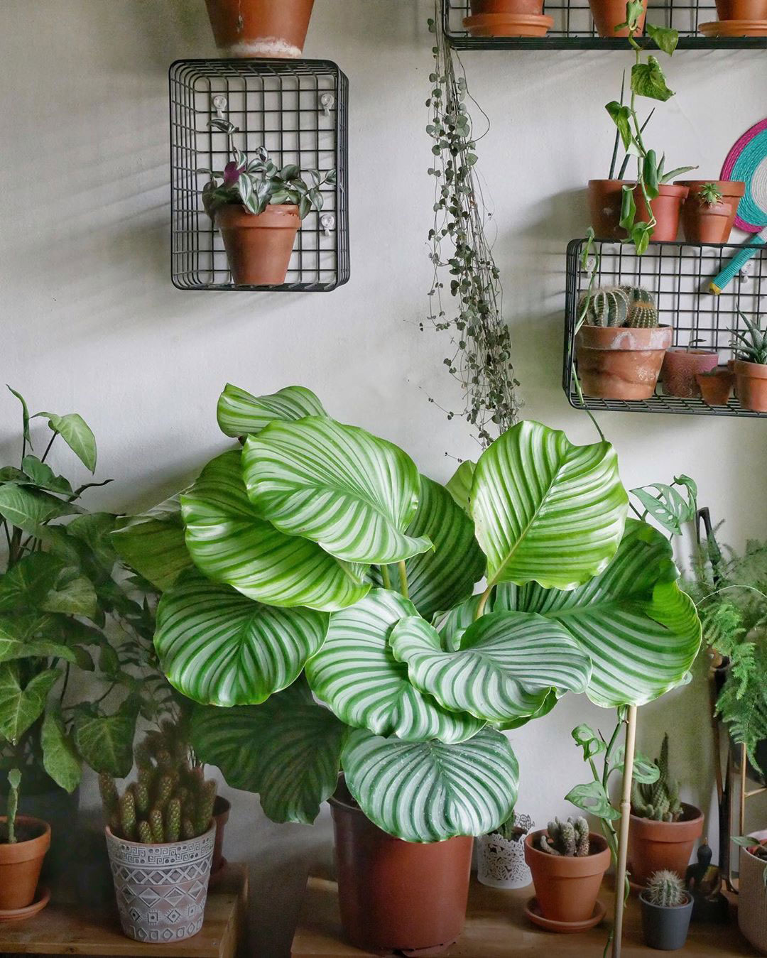 Calathea orbifolia among other pot plants