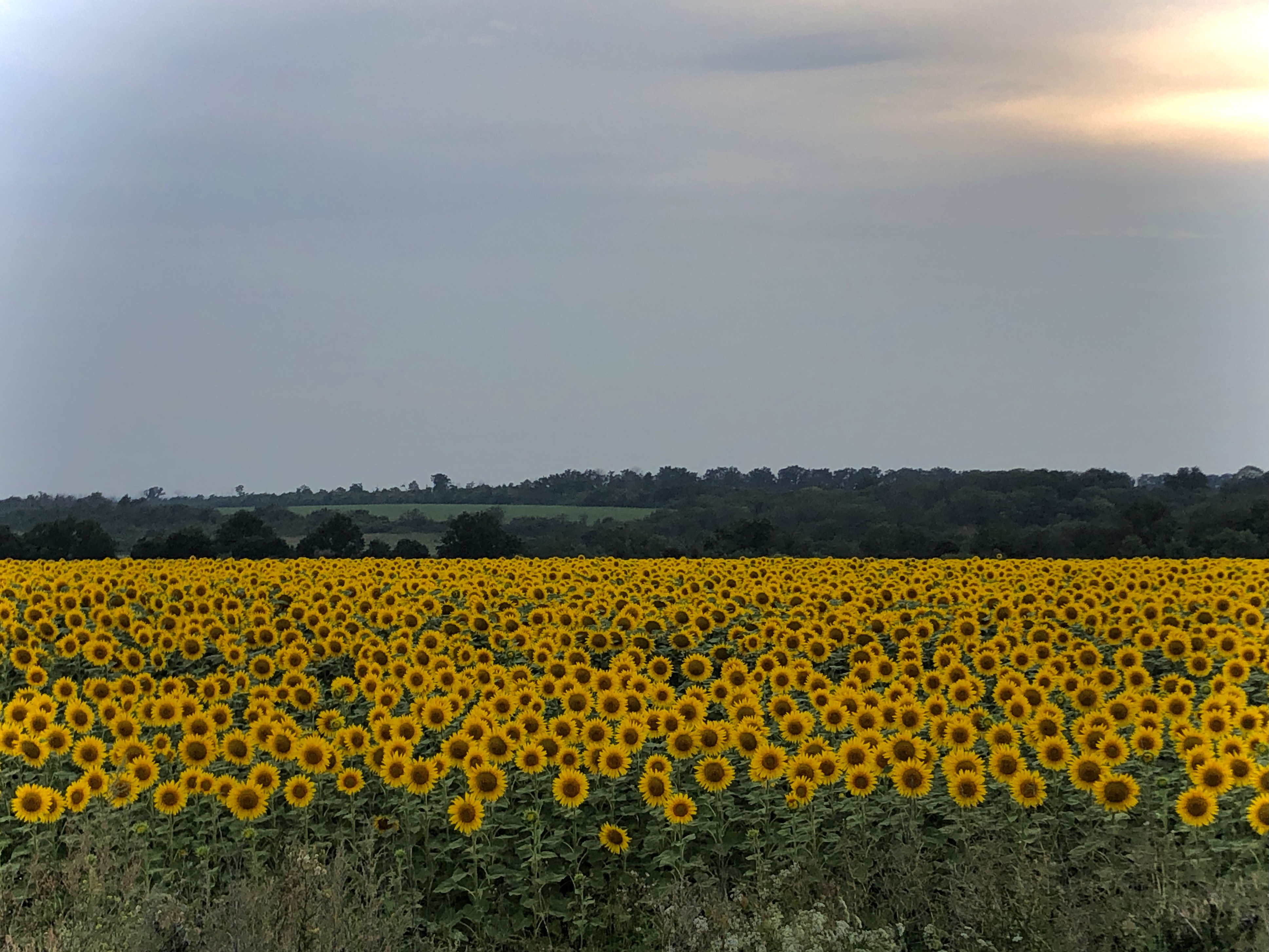 Sunflowers