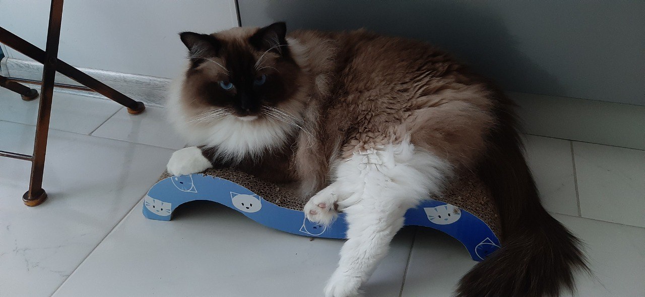 Ragdolls-cat