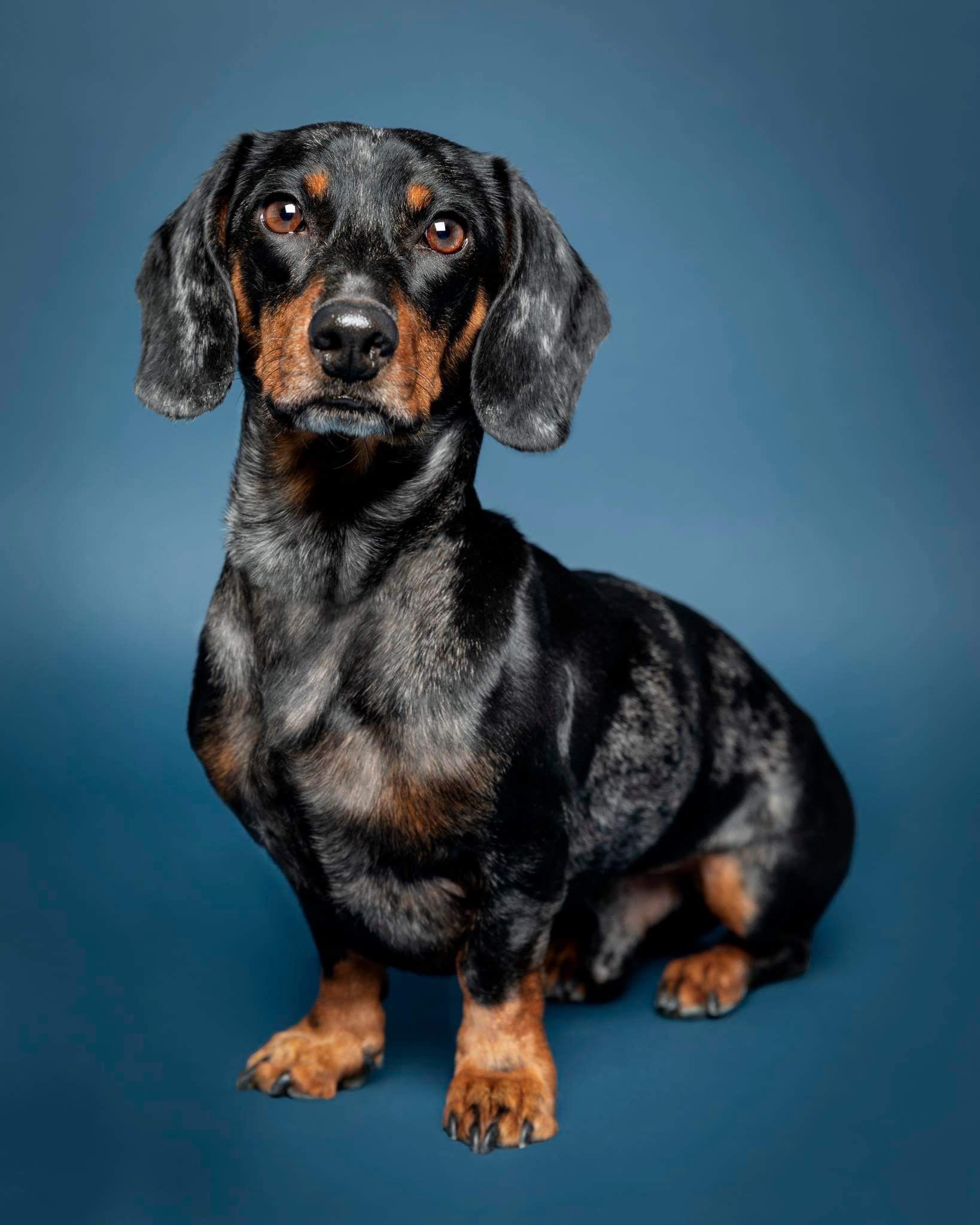 Dachshund image showing @rolo_sausage_pup