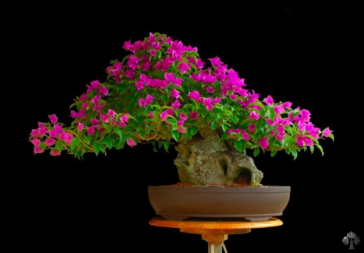 Flowering Bouganvillea Bonsai Tree