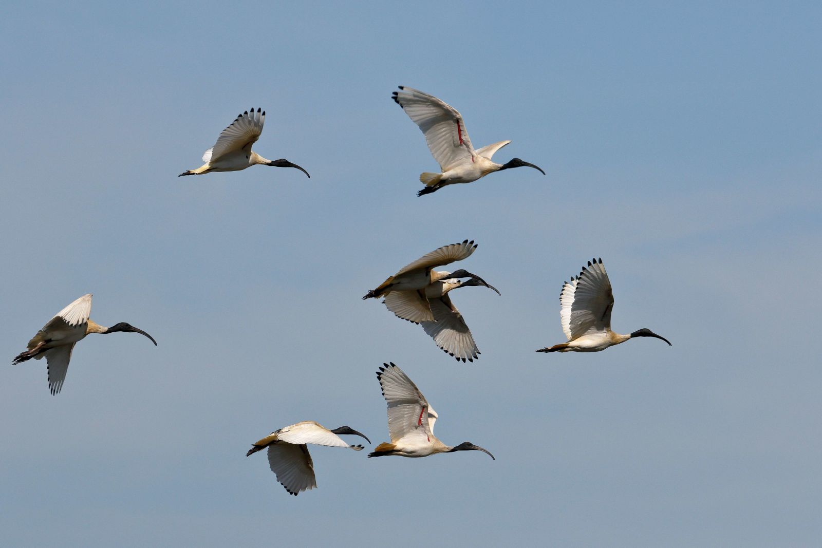 7 white ibis flying