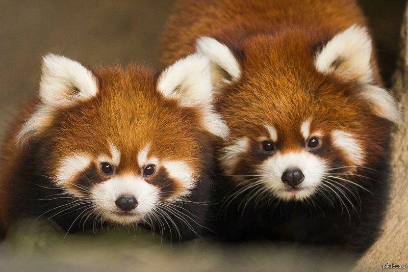 red panda