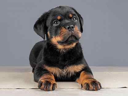 Rottweiler